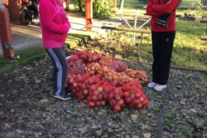 Kedvezményes burgonya, alma és hagyma vásár, Kerekharaszt, 2016. 10. 08.